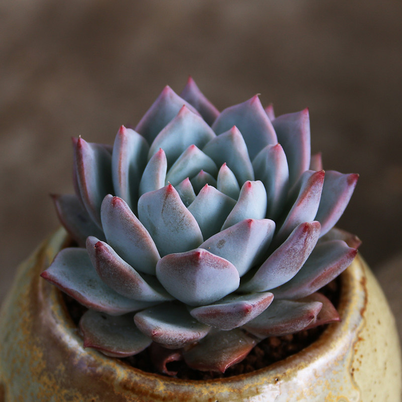 單頭粉藍鳥多肉植物肉都都室內肉肉組合盆栽園藝花卉綠植雲南多肉在類目 鮮花速遞/花卉仿真/綠植園藝, 花卉/綠植盆栽（新）, 多肉植物中 - 來自Buy2taobao.com提供專業的淘寶代購服務