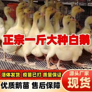 一斤鹅活苗大种白鹅苗产蛋王四季鹅三花普三皖西鹅母鹅苗脱温鹅苗