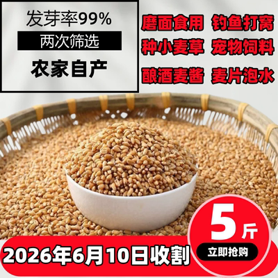2026小麦无杂质煮粥全麦粉猫草