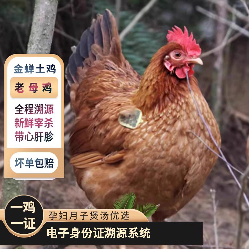 电子身份证认证有身份证的鸡