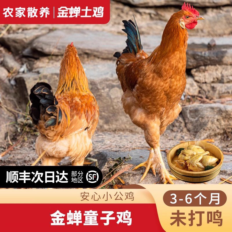 高山养殖金蝉童子鸡皖南农家散养土鸡 未打鸣仔鸡 新鲜宰杀小公鸡