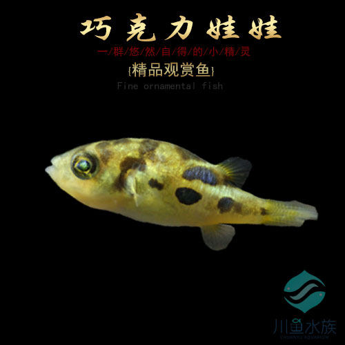 观赏鱼巧克力迷你潜水艇蜗虫