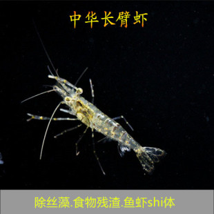 中华小长臂虾大眼贼活体饲料虾工具清洁虾冷水观赏虾除丝藻吃垃圾