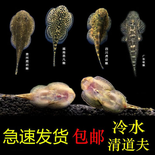 冷水清道夫吸鳅贵州爬岩鳅斗鱼除藻鱼观赏鱼活体冷水鱼配锦鲤金鱼 - 封面