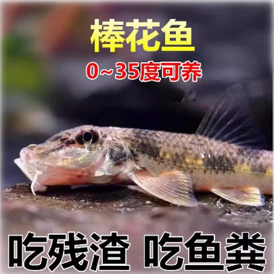 冷水清道夫活体观赏鱼