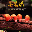苹果螺除藻螺迷你观赏螺蜗牛工具螺水草缸除苔清理残食清洁螺 包邮