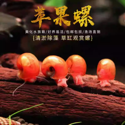 苹果螺除藻螺迷你观赏螺