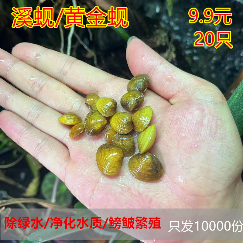 溪蚬黄金蚬小河蚌河蚬活体淡水冷水螺鱼缸除藻观赏鱼清道夫除绿水,宠物/宠物食品及用品,螺,淘宝优惠券,粉丝福利购,淘宝优惠卷