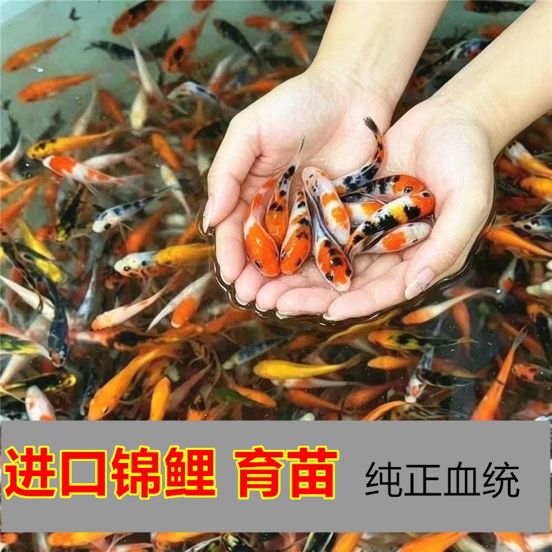 金鱼活体观赏鱼活体小金鱼冷水鱼锦鲤鱼金鱼苗活体淡水小型鱼包邮