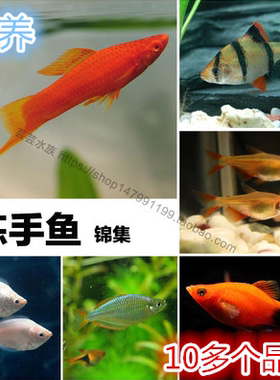 其红剑虎皮接吻金波子活体观赏鱼
