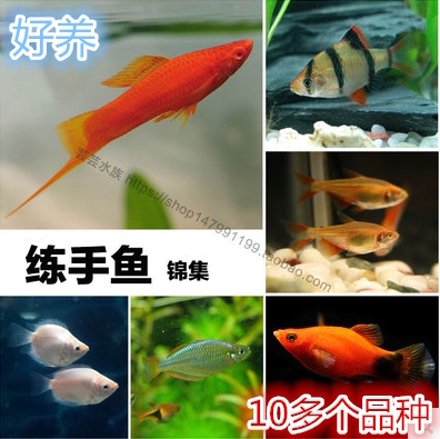 其红剑虎皮接吻金波子活体观赏鱼