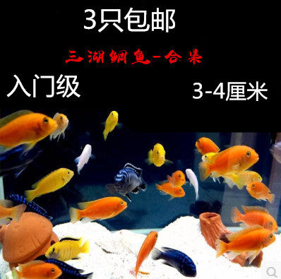 非洲王子雪中红热带鱼三湖慈鲷