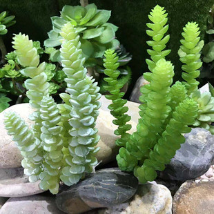 多肉植物6头钱串肉肉微景观盆栽相框背景墙插花装 仿真钱串 饰造景