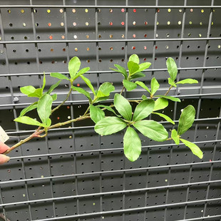 饰叶子 大树装 单支仿真海岛春花叶子 塑料手感假树叶仿真植物软装