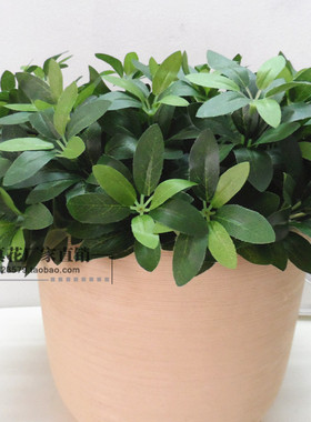 仿真植物叶子/5叉杜鹃叶/5叉罗汉草/植物墙装饰插花配叶
