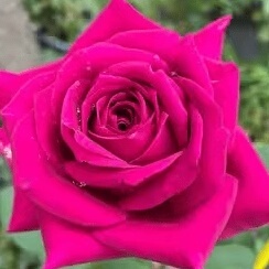 玫瑰半岛 大花浓香灌木月季悠久的约定 紫光高杯状盆