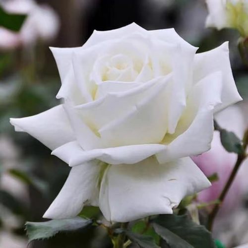 大花浓香丰花勤花阳台月季