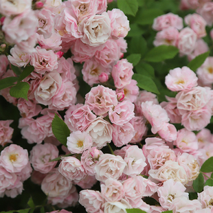 【玫瑰半岛】爬藤月季  群舞 群开大花量壮观的大型藤本