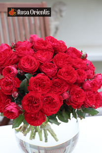 玫瑰半岛月季   丹墨玫枝/我的玫瑰 多季开花月季花苗