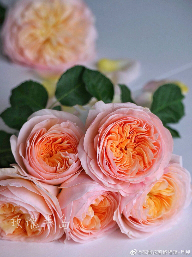 切花欧月耐热抗病多头庭院