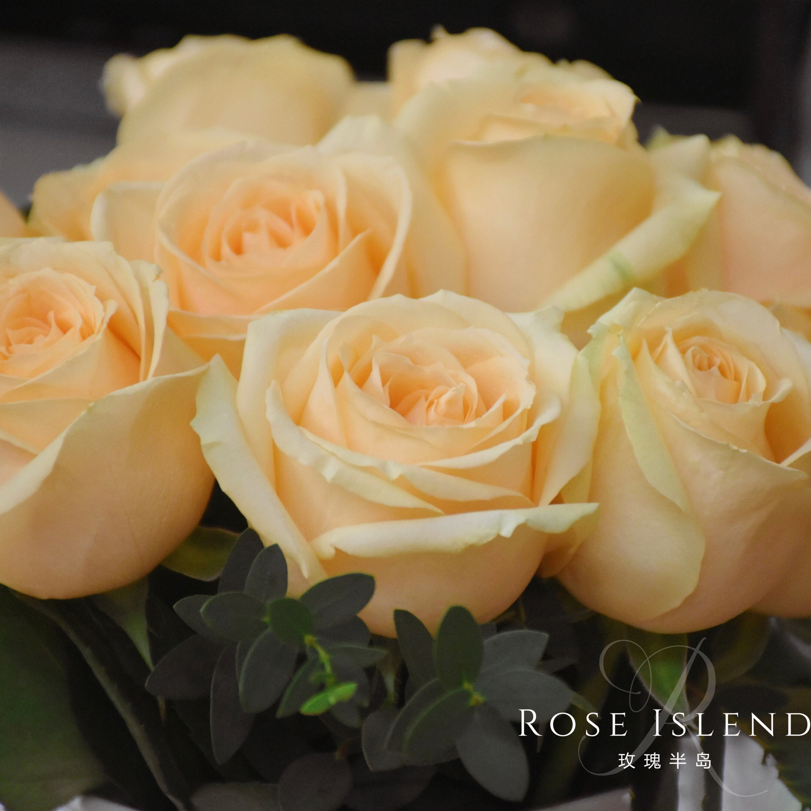 玫瑰半岛直播专拍链接加仑大苗