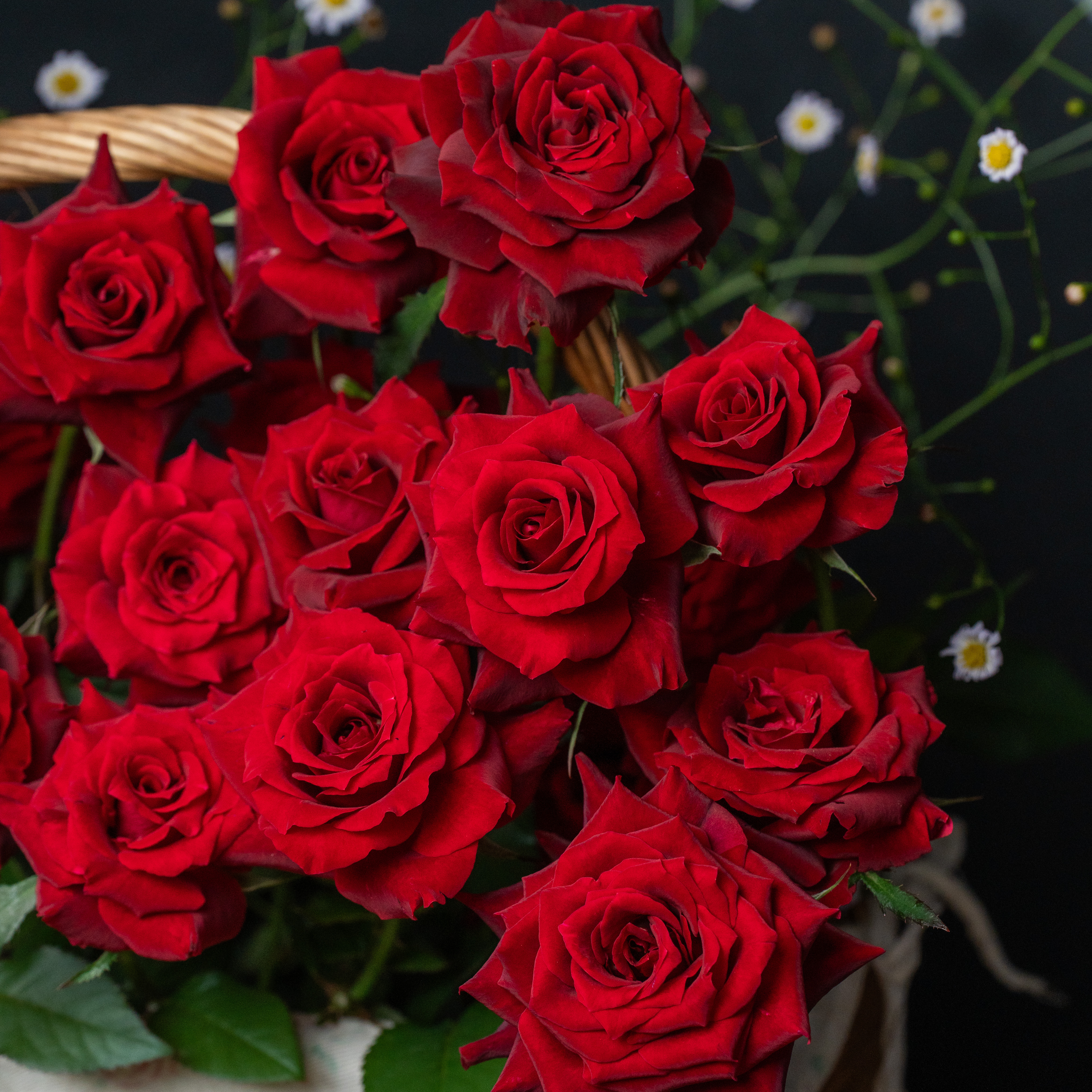 玫瑰半岛 狼家新品 黑色系月季 浆梅酒 黑红色 多季节开很勤花