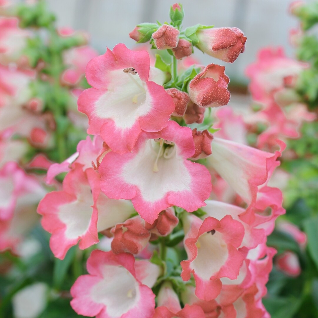 深山花奴毛地黄苗宫殿粉豹斑点桃粉成都趣味庭院花境阳台观花植物