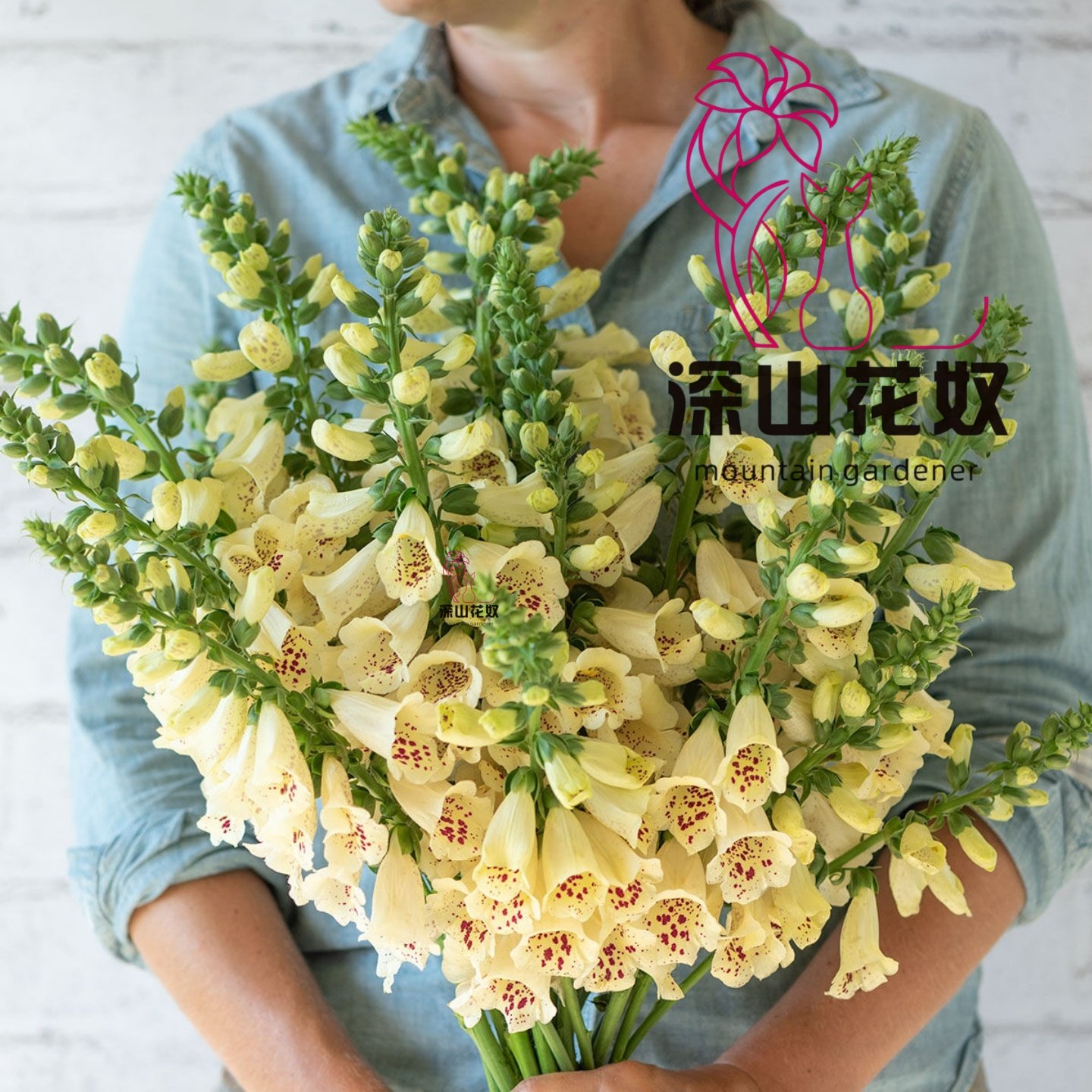 深山花奴 【盆苗】毛地黄粉豹斑点桃粉趣味庭院花境阳台线性植物,鲜花速递/花卉仿真/绿植园艺,时令草本花卉,淘宝优惠券,粉丝福利购,淘宝优惠卷