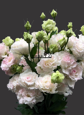 深山花奴幼苗切花品种洋桔梗初恋香槟花卉庭院阳台花境高杆重瓣