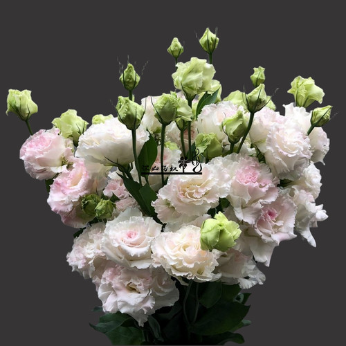 深山花奴洋桔梗幼苗阳台