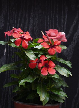 深山花奴长春花苗一年生草本花卉