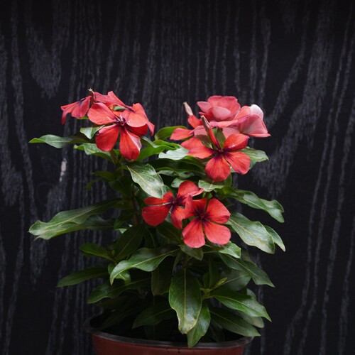 深山花奴长春花苗一年生草本花卉