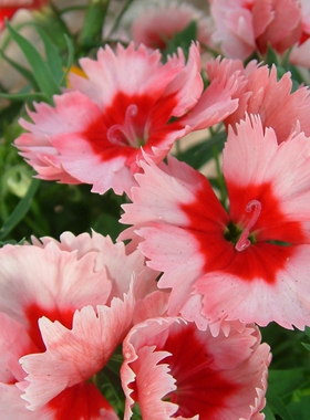 深山花奴盆苗石竹绣球石竹须苞石竹红色薄荷矮生盆栽种苗四季常绿