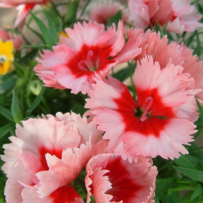 石竹种苗阳台矮生深山花奴易养