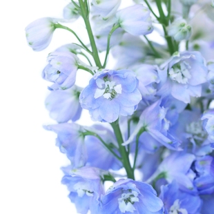 深山花奴 盆苗 飞燕草北极光小苗种子阳台庭院楼顶盆栽鸽子花耐寒