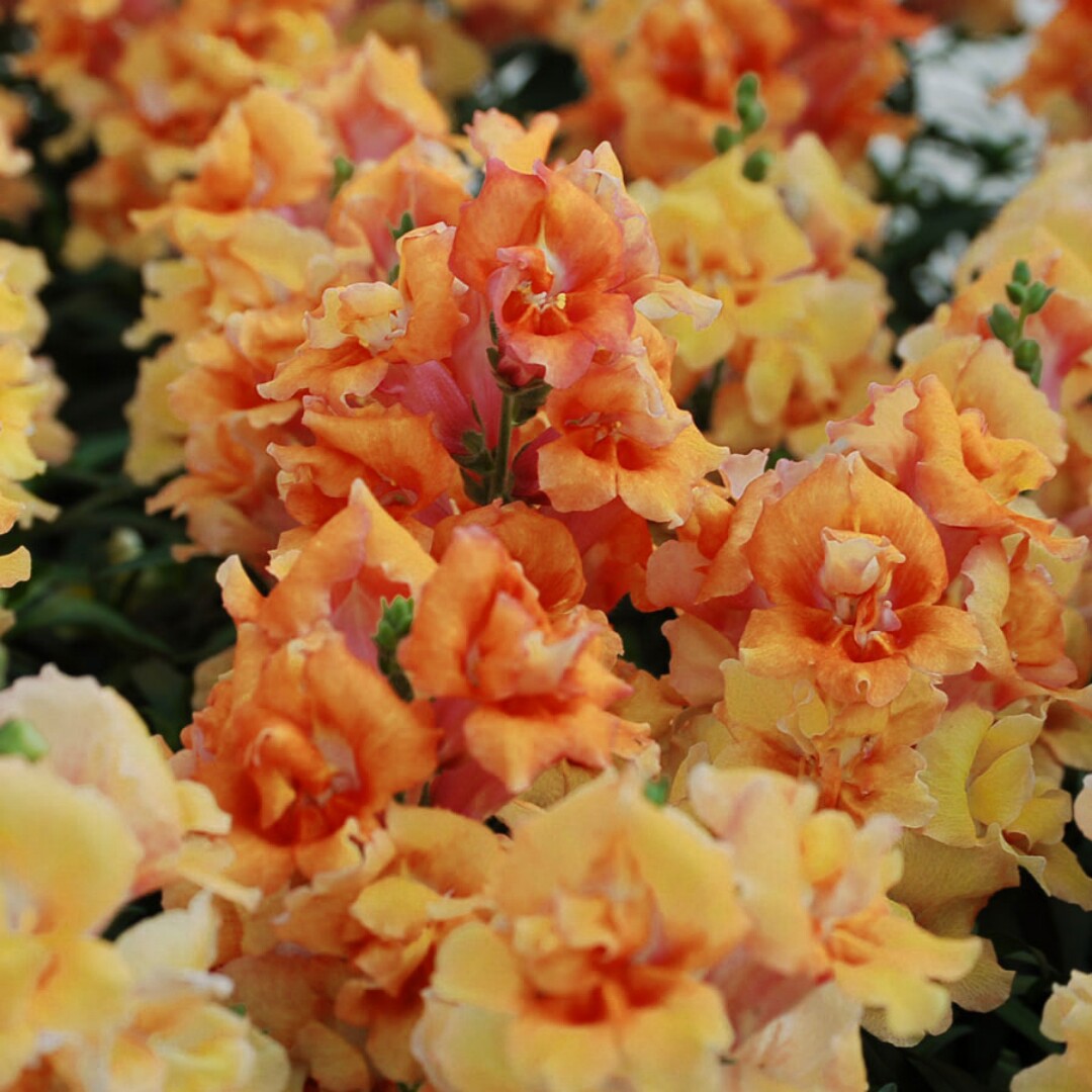 深山花奴幼苗金鱼草盆苗庭院花园多年生盆栽花卉矮种盆栽重瓣单瓣,鲜花速递/花卉仿真/绿植园艺,时令草本花卉,淘宝优惠券,粉丝福利购,淘宝优惠卷