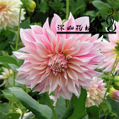 深山花奴大丽小种球大丽花扦插苗成都红苕花新品种苗庭院楼顶阳台