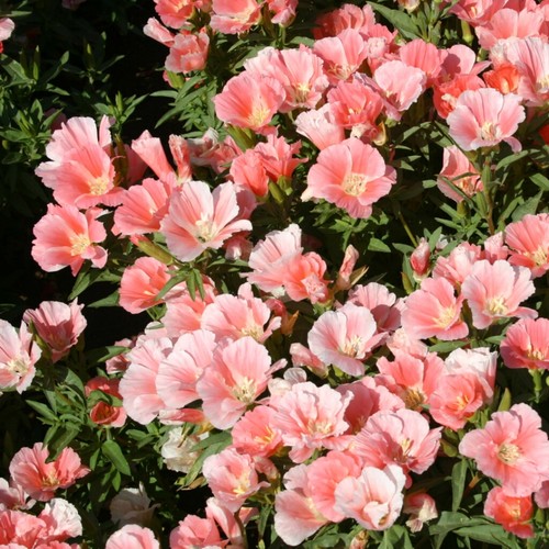 深山花奴古代稀爆花户阳台花卉