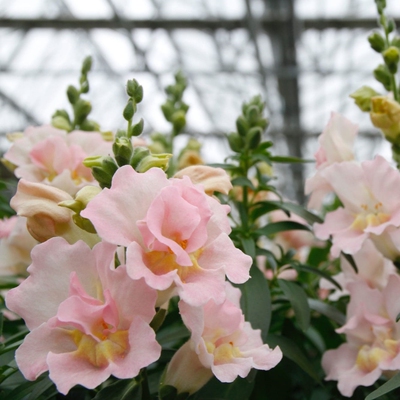 深山花奴金鱼草小苗多年生花卉