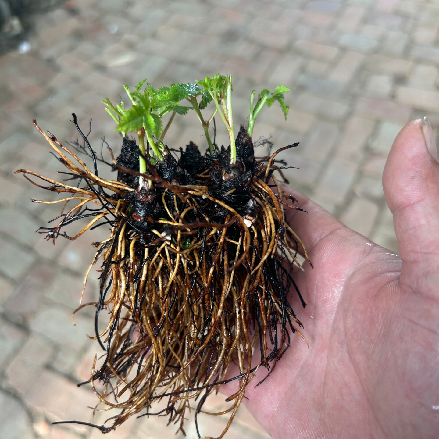 深山花奴 落新妇 耐阴耐热耐寒络新妇多年生阳台盆栽庭院花境植物