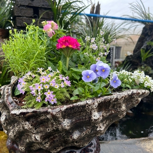 深山花奴时令草本花卉组合盆栽七星高照组合年宵花卉樱草安徽报春