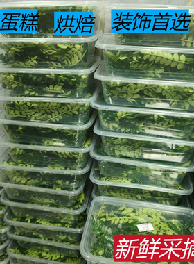 新鲜清香木西餐烘培装饰胡椒木叶子摆盘点缀花草蛋糕烘焙甜品专用