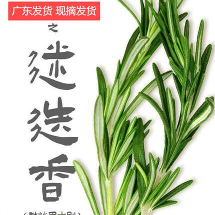 新鲜迷迭香叶子酒店西餐烘焙甜品蛋糕寿司装饰冷盘摆盘花草