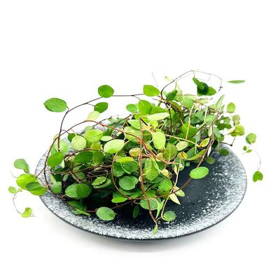 千叶吊兰新鲜西餐日料