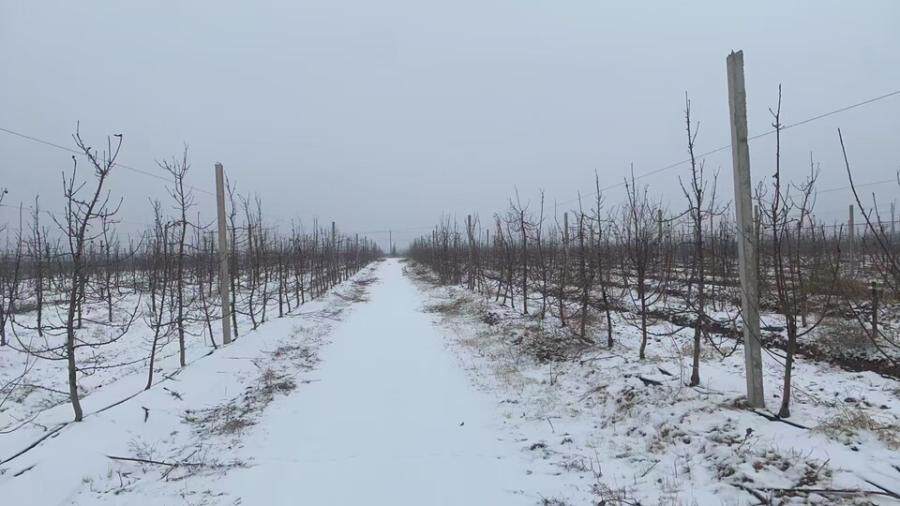陕西省白水县城关街道办西文化村土地上的苹果树