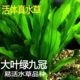 水草绿九冠绿菊蜈蚣草鱼缸水族箱鱼缸造景水草淡水活体 特价