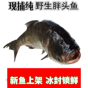 正宗大胖头鱼东北吉林特产 礼盒装 冬捕鱼 淡水鱼 鱼花莲鱼