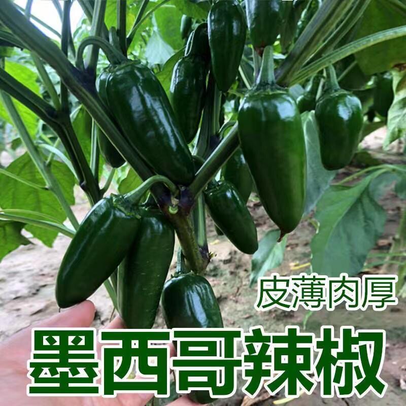 新鲜墨西哥港椒辣椒特辣肉泡椒现辣椒