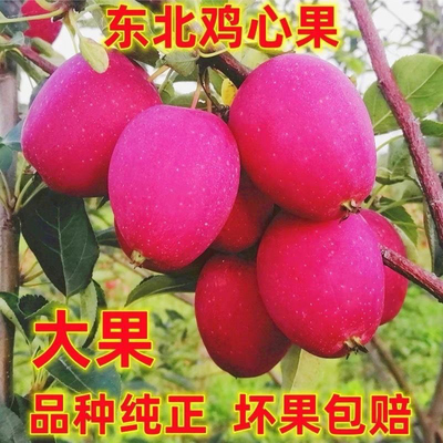 东北特产鸡心果 新鲜小苹果锦绣海棠果海棠果小沙果应季水果包邮