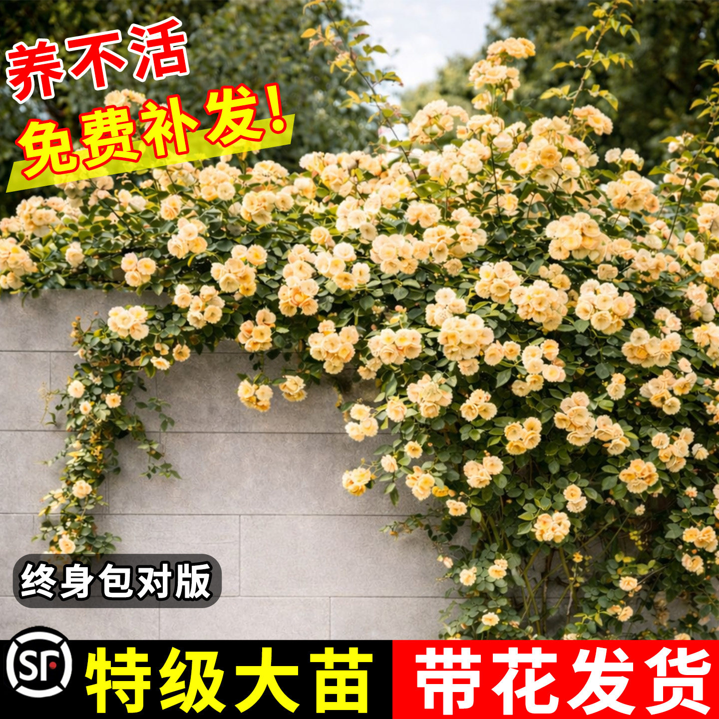 精选大苗更好养！蔷薇花花卉植物图片